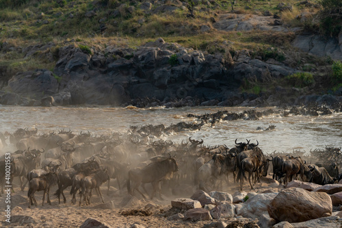 a group of wildebeest is about to cross a river photo