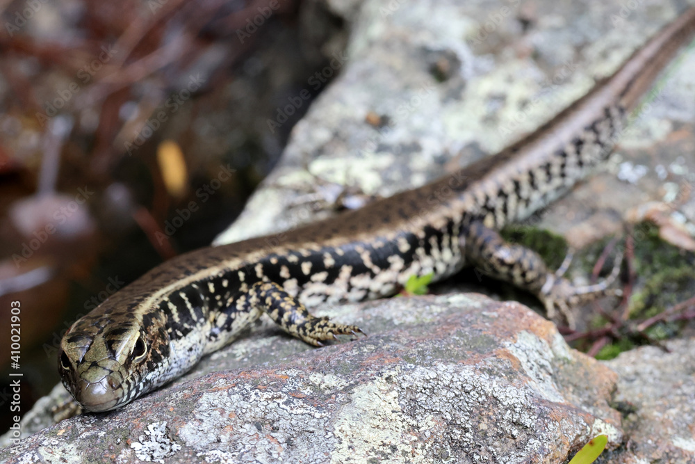 Eastern Water Skink basking on a rock Eastern Water Skink basking on a rock
