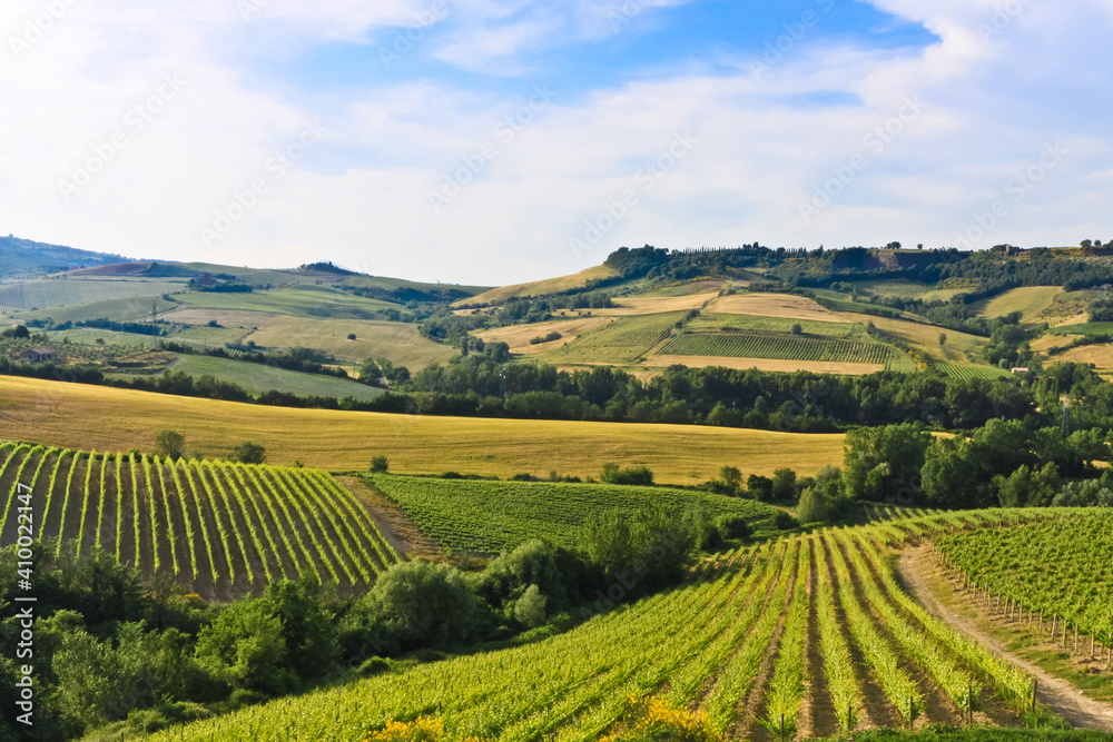 vineyard in Umbria