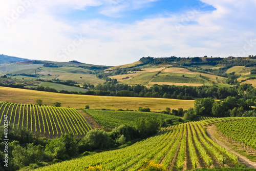 vineyard in Umbria © Steve