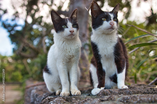 沖縄石垣島の2匹の兄弟ネコ © manabu307