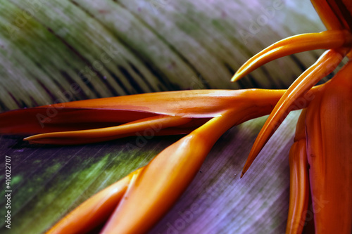 Tropical rainforest exotic Heliconia plant in the sunlight also known as lobster claws, toucan beak, wild plantain. photo