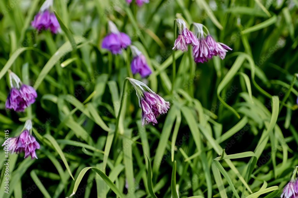 Flower of Allium insubricum in the southern alps in summer, Bavaria, Germany Flower of Allium insubricum in the southern alps in summer, Bavaria, Germany