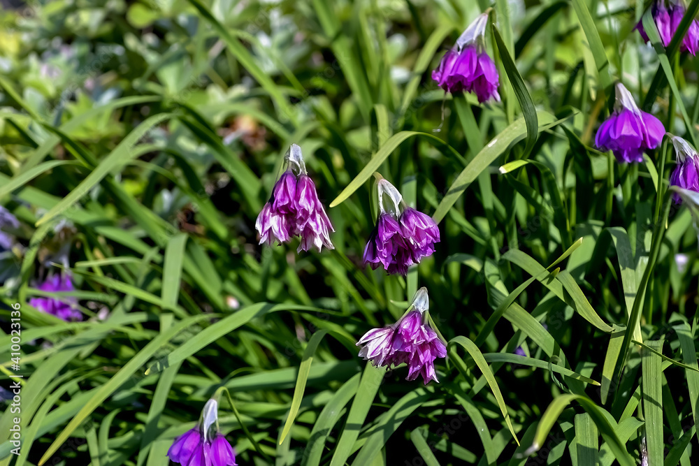 Flower of Allium insubricum in the southern alps in summer, Bavaria, Germany