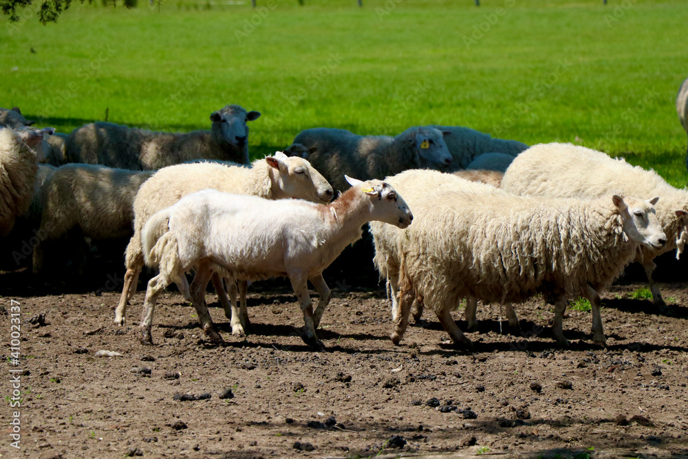 Obraz premium sheep in the field