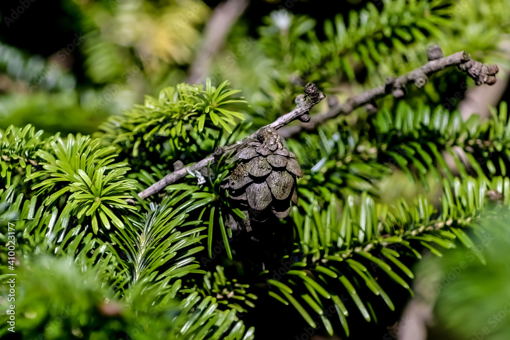 Cones and needles on the branch of a Nikko fir tree, Abies homolepis, Nikko fir Cones and needles on the branch of a Nikko fir tree, Abies homolepis, Nikko fir