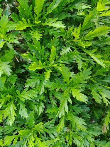 green background