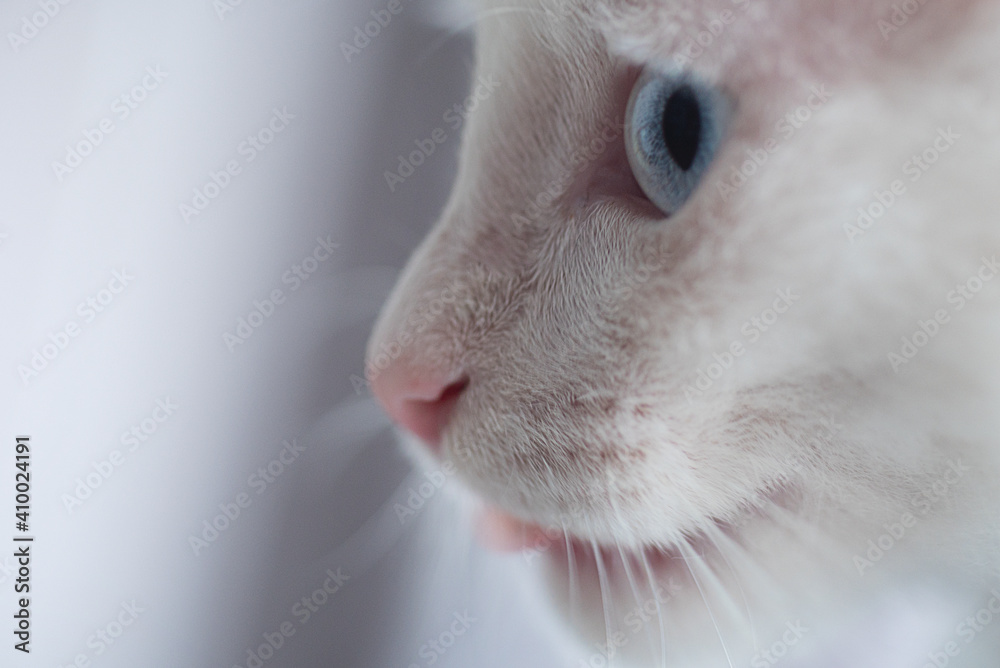 Obraz premium White kitten