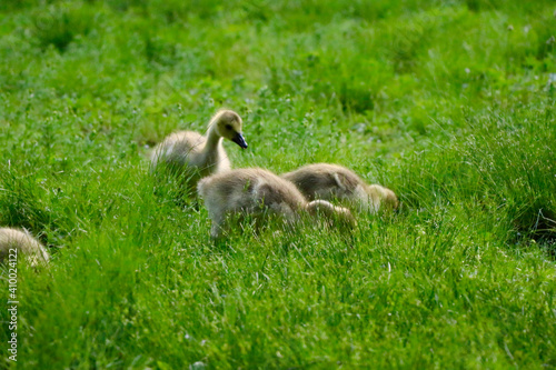 family geese © Gregory