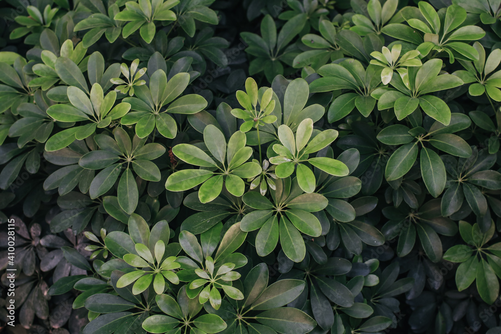 Green leaves pattern background, Natural background and wallpaper. Green leaves color dark tone after raining in the morning.Tropical Plant,environment,fresh,photo concept nature and plant.