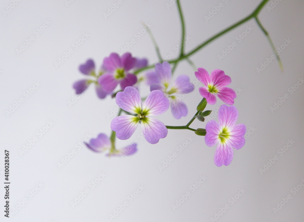 Malcolmia maritima, common name Virginia stock, wildflower, ornamental garden plant Malcolmia maritima, common name Virginia stock, wildflower, ornamental garden plant