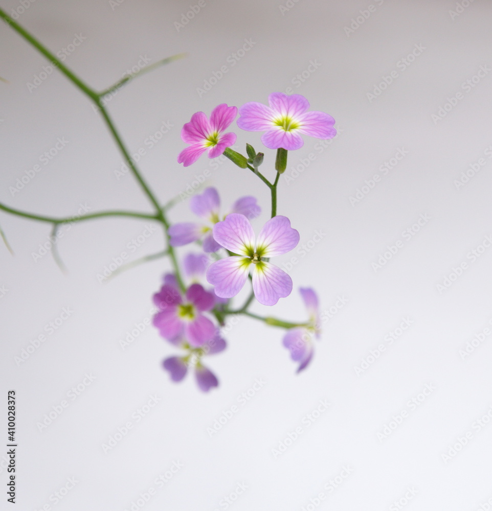 Malcolmia maritima, common name Virginia stock, wildflower, ornamental  garden plant