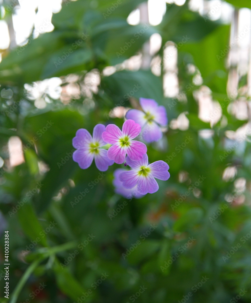 Malcolmia maritima, common name Virginia stock, wildflower, ornamental garden plant Malcolmia maritima, common name Virginia stock, wildflower, ornamental garden plant