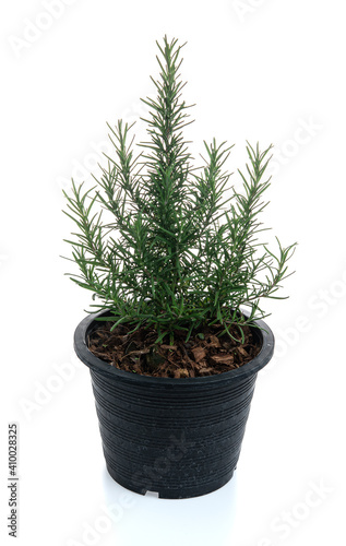 Rosemary in black pot isolated on white background
