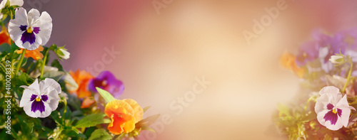Garden pansies on blurred background. Greeting card. Floral background. 