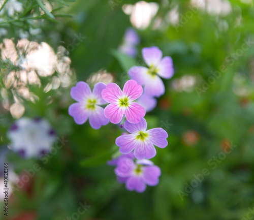 Malcolmia maritima, common name Virginia stock, wildflower, ornamental  garden plant © Dana