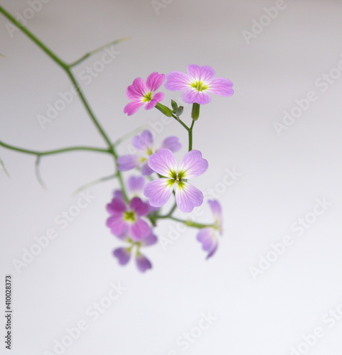 Malcolmia maritima, common name Virginia stock, wildflower, ornamental garden plant