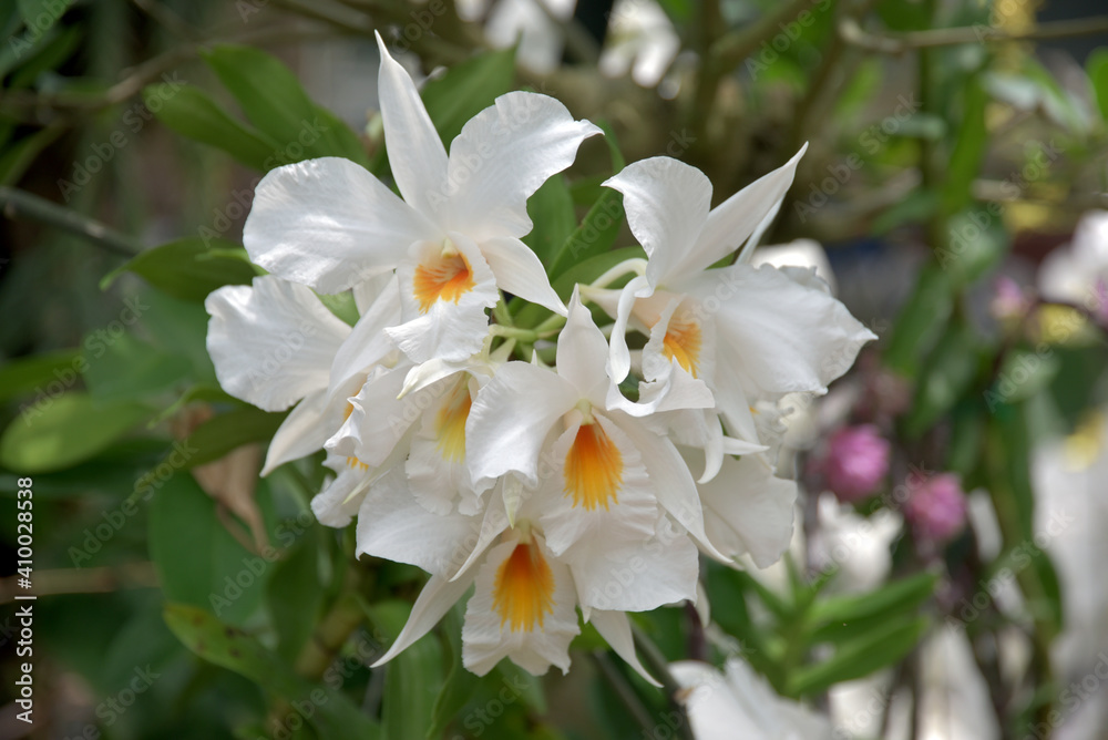 デンドロビウム・フォルミディブル　蘭の花