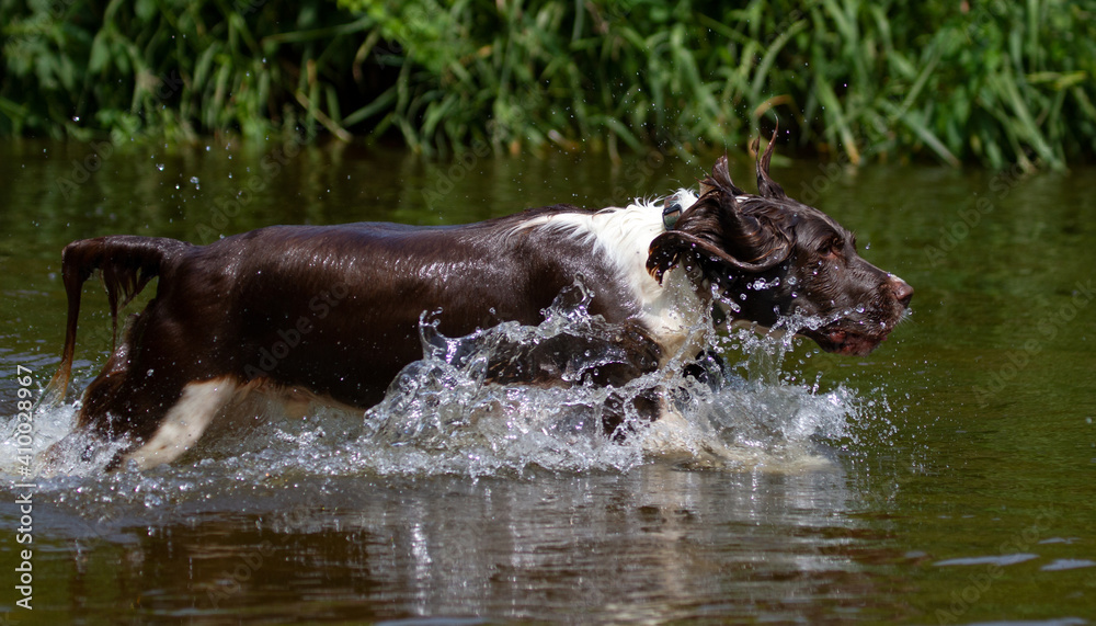 Fototapeta premium English Springer Spaniel in the river