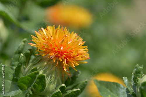 Fotografie 紅花