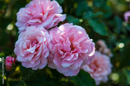 Rosa Botticelli - lush pink floribunda roses in the shadow of summer garden