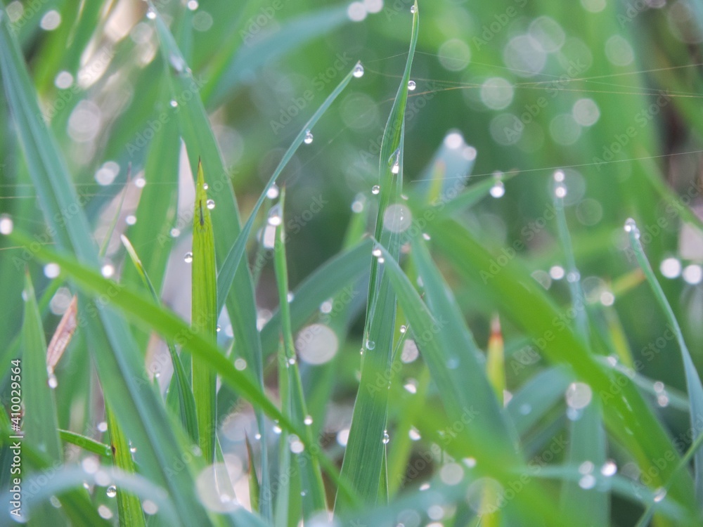 selectively focus green rice tree against bokeh background