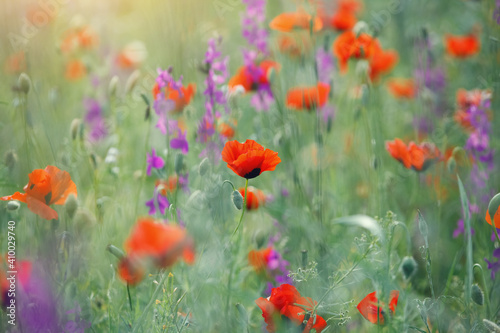 floral meadow background, colorful field of wild summer flowers and red poppies at morning sunrise light, scenic nature landscape