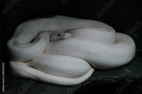 Fototapeta Naklejka Na Ścianę i Meble -  white snake curled up in a ball in a dark room