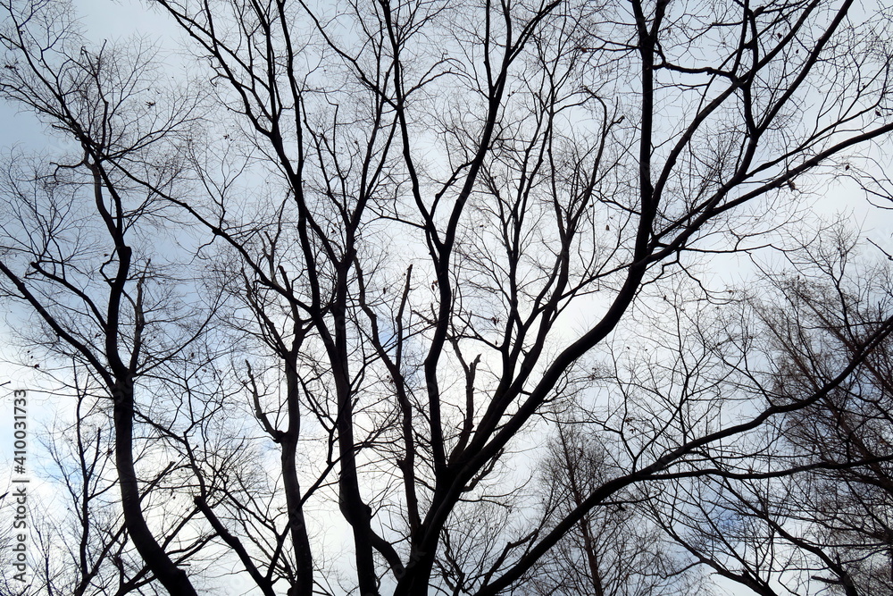 冬の雨空と欅の枯れ木のシルエット