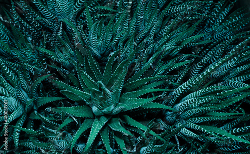 Haworthia fasciata succulent or zebra plant in trendy  tidewater green color. photo