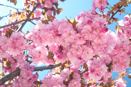 Japanese cherry  Kanzan  with gentle pink flowers  Prunus avium  Prunus serrulata  Kwanzan Cherry 