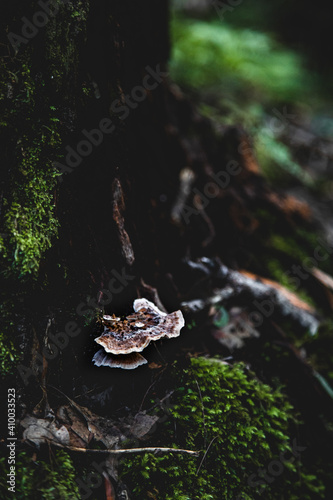 turkey tail mushroom growing on the side of a mossy tree stump