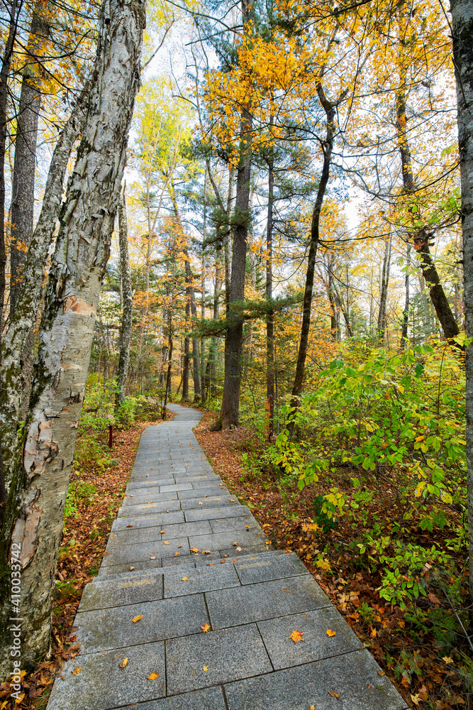 The path in the autumn forests. The path in the autumn forests.