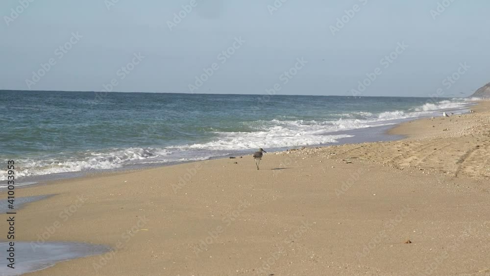 A lone Sandpiper walks along a sandy beach in Mexico, Rocky Point, Puerto Peñasco, Gulf of California, Mexico. A lone Sandpiper walks along a sandy beach in Mexico, Rocky Point, Puerto Peñasco, Gulf of California, Mexico.