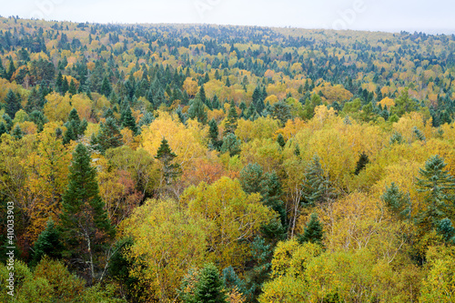 Fototapeta Naklejka Na Ścianę i Meble -  The beautiful autumn forests landscape of Lesser Khingan Mountains of China.