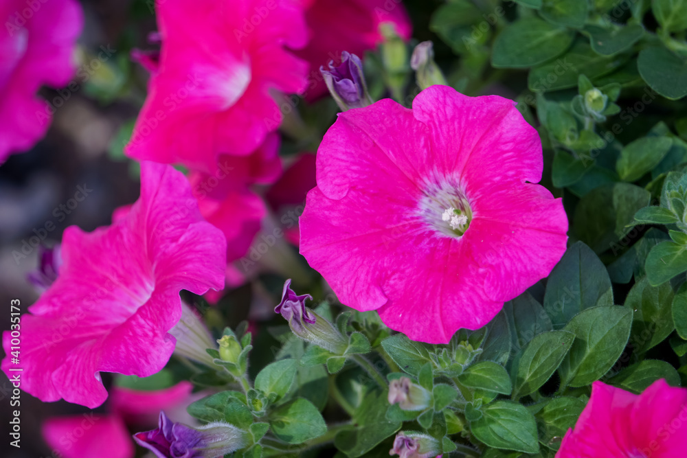 Petunia blooming in the garden. Petunia blooming in the garden.