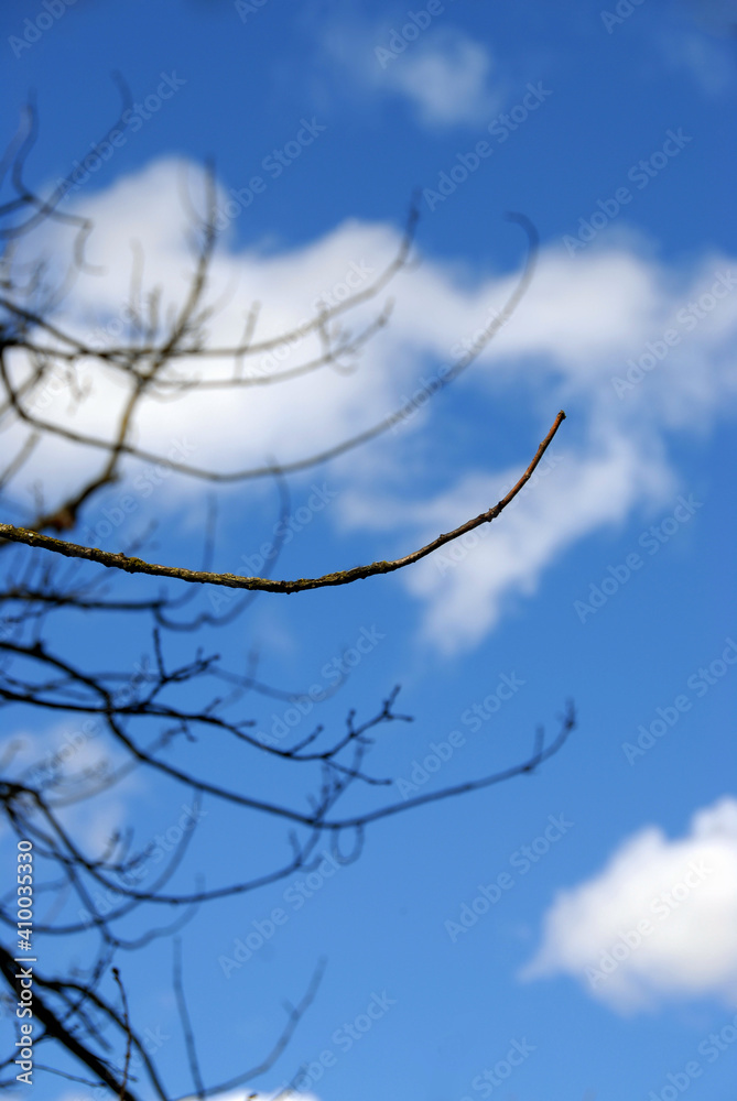 Obraz premium Bare Tree Branches Reaching Up Into The Sky
