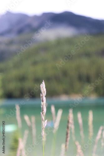Canvas Print Plants and Flowers near the mountains and lake of Banff, Alberta