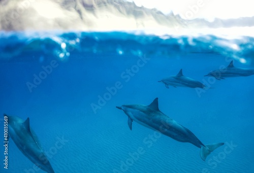 Swimming with Wild Spinner Dolphins in Hawaii 