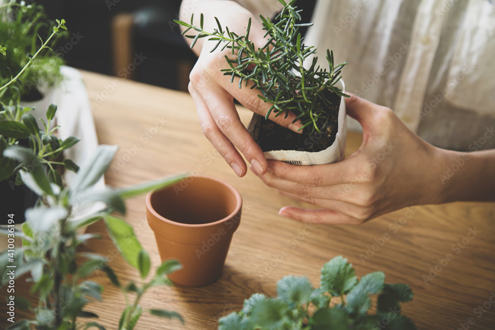 ガーデニング 室内ハーブの植え替え Stock Photo Adobe Stock ガーデニング 室内ハーブの植え替え Stock Photo Adobe Stock