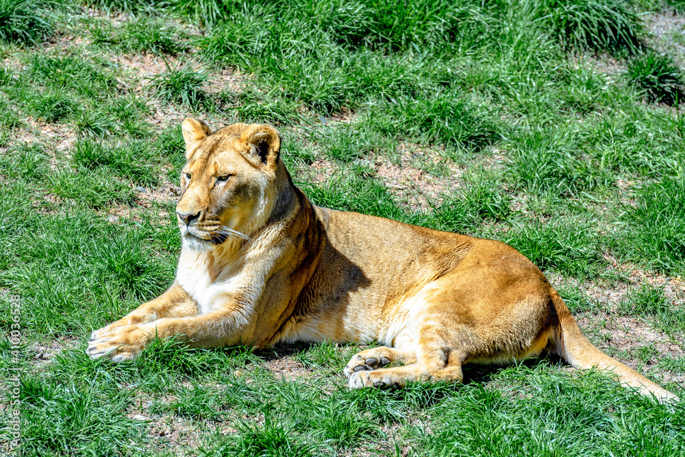 lioness or female lion sit on grassland in sunny day. lioness or female lion sit on grassland in sunny day.