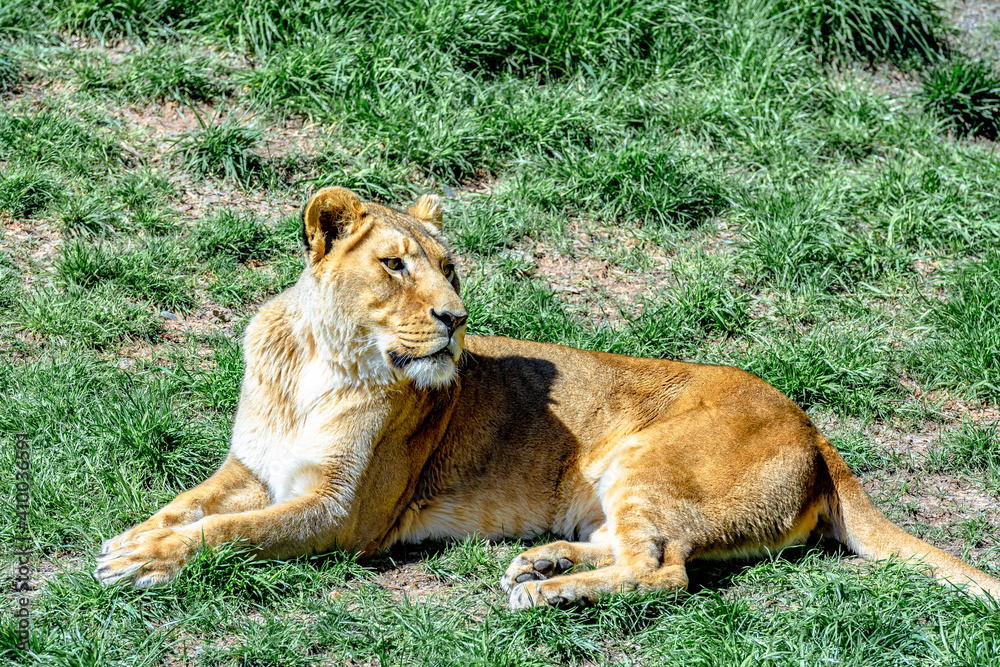 lioness or female lion sit on grassland in sunny day. lioness or female lion sit on grassland in sunny day.