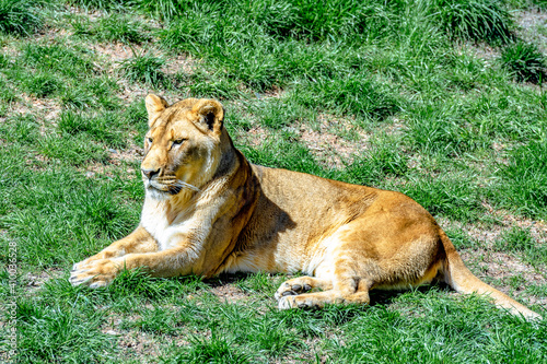 lioness or female lion sit on grassland in sunny day.