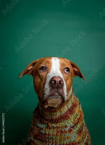 Funny and Adorable Fawn Colored Dog Wearing Sweater © Anna Hoychuk