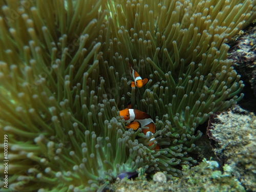Anemonefish in Coral Reef