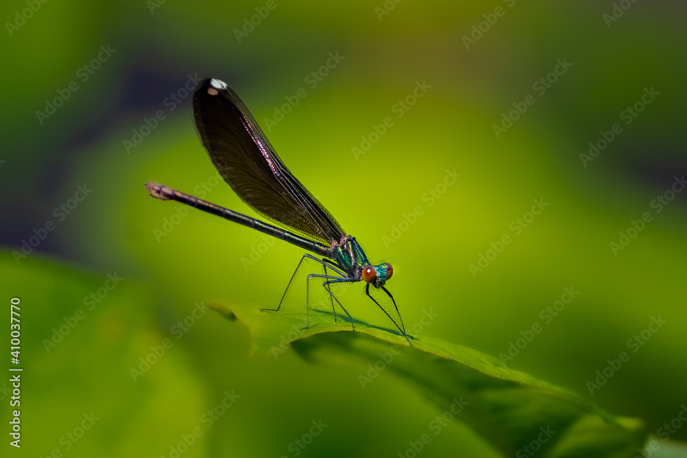 An Ebony Jewelwing Damselfly (Calopteryx maculata) perched on a leaf.