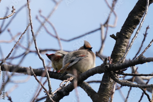 japanese waxwing on the perch