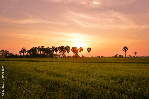 sunset in Rice fields