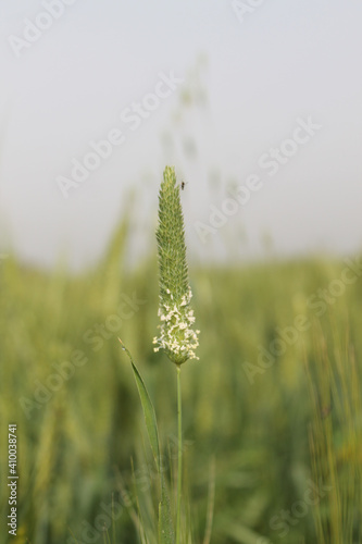 Vertical selective focus closeup of the Phleum phleoides  grass in the meadow photo