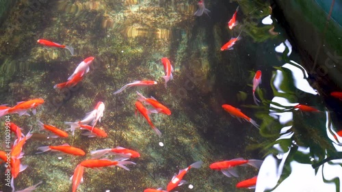 Troubling of exotic Sarasa comet fish or goldfish swimming in pond, top view photo